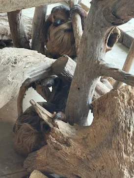 霞ケ浦 どうぶつとみんなのいえに投稿された画像（2026/3/20）