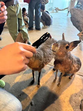 霞ケ浦 どうぶつとみんなのいえに投稿された画像（2026/3/20）