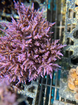 沖縄美ら海水族館（館内体験）に投稿された画像（2026/3/20）