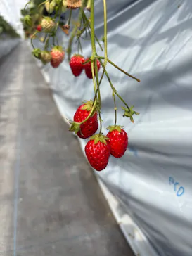 福助ファームに投稿された画像（2026/3/20）