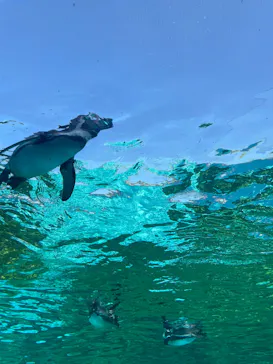 天王寺動物園に投稿された画像（2026/3/20）