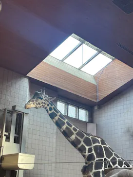 天王寺動物園に投稿された画像（2026/3/20）