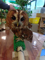 いきもの探検隊湘南に投稿された画像（2026/3/20）