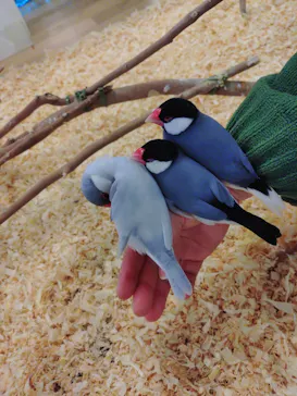 いきもの探検隊湘南に投稿された画像（2026/3/20）