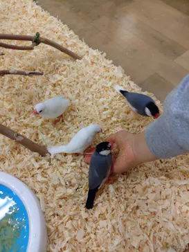 いきもの探検隊湘南に投稿された画像（2026/3/20）