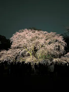 六義園に投稿された画像（2026/3/20）