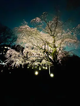 六義園に投稿された画像（2026/3/20）