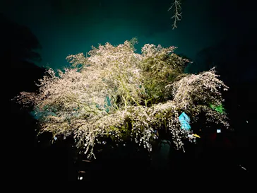 六義園に投稿された画像（2026/3/20）