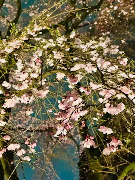 六義園に投稿された画像（2026/3/20）