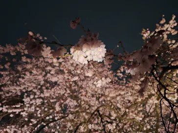 六義園に投稿された画像（2026/3/20）