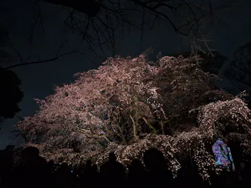 六義園に投稿された画像（2026/3/20）