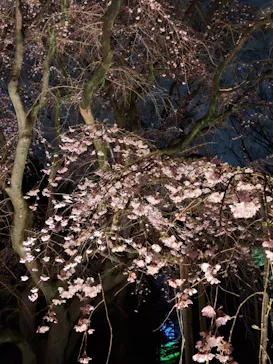 六義園に投稿された画像（2026/3/20）