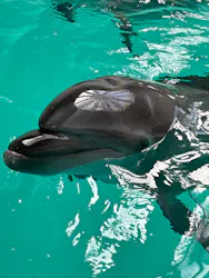 ノアドルフィンドームに投稿された画像（2026/3/20）