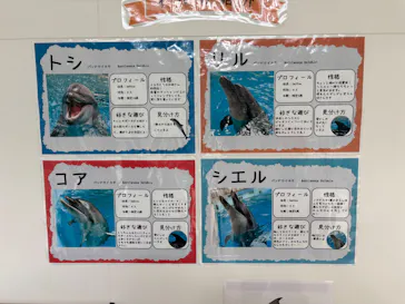 ノアドルフィンドームに投稿された画像（2026/3/20）