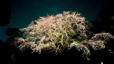 六義園に投稿された画像（2026/3/20）