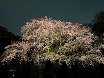 六義園に投稿された画像（2026/3/20）