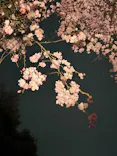 六義園に投稿された画像（2026/3/20）