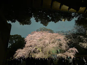 六義園に投稿された画像（2026/3/20）