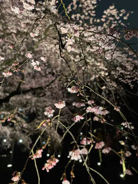 六義園に投稿された画像（2026/3/20）