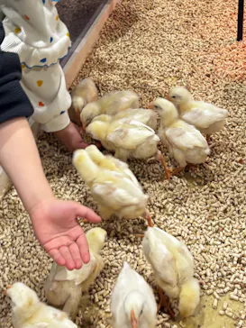 アニタッチみなとみらいに投稿された画像（2026/3/20）