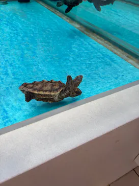 名古屋港水族館に投稿された画像（2026/3/20）