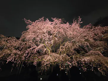 六義園に投稿された画像（2026/3/20）