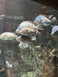 世界淡水魚園水族館　アクア・トトぎふに投稿された画像（2026/3/20）