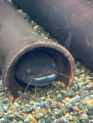 世界淡水魚園水族館　アクア・トトぎふに投稿された画像（2026/3/20）