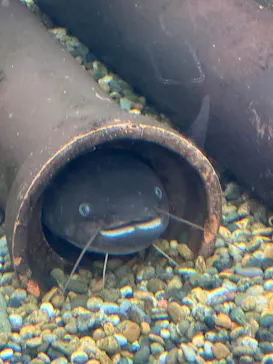 世界淡水魚園水族館　アクア・トトぎふに投稿された画像（2026/3/20）