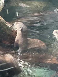 世界淡水魚園水族館　アクア・トトぎふに投稿された画像（2026/3/20）