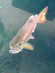 世界淡水魚園水族館　アクア・トトぎふに投稿された画像（2026/3/20）