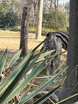 天王寺動物園に投稿された画像（2026/3/20）