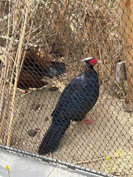 天王寺動物園に投稿された画像（2026/3/20）