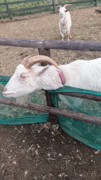 那須高原りんどう湖ファミリー牧場に投稿された画像（2026/3/20）