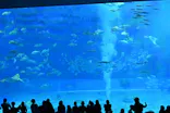 沖縄美ら海水族館に投稿された画像（2026/3/21）