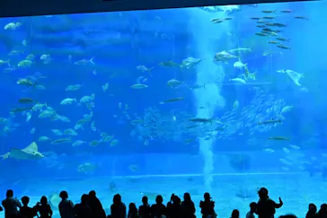 沖縄美ら海水族館に投稿された画像（2026/3/20）