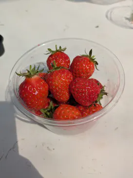 いちごICHIJYU FRUIT FARMに投稿された画像（2026/3/20）