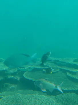 串本海中公園水族館に投稿された画像（2026/3/20）