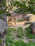 天王寺動物園に投稿された画像（2026/3/21）