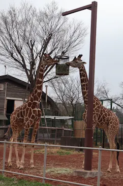 こども動物自然公園（埼玉県公園緑地協会）に投稿された画像（2026/3/20）