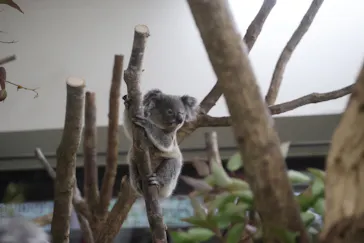 こども動物自然公園（埼玉県公園緑地協会）に投稿された画像（2026/3/20）