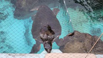 新江ノ島水族館に投稿された画像（2026/3/20）