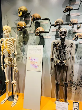 福井県立恐竜博物館に投稿された画像（2026/3/20）