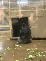 名古屋市東山動植物園に投稿された画像（2026/3/21）