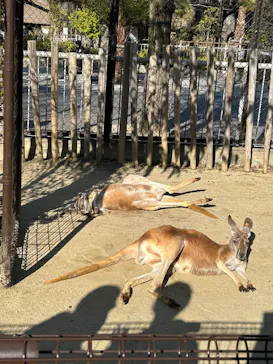 名古屋市東山動植物園に投稿された画像（2026/3/21）