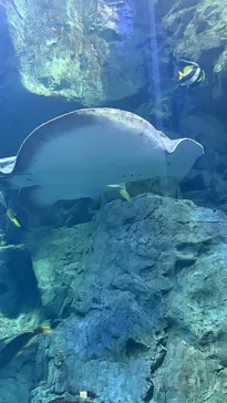 大分マリーンパレス水族館 「うみたまご」に投稿された画像（2026/3/21）