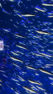 大分マリーンパレス水族館 「うみたまご」に投稿された画像（2026/3/21）