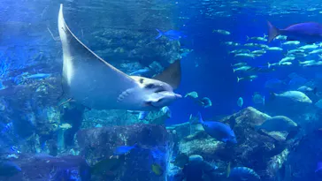大分マリーンパレス水族館 「うみたまご」に投稿された画像（2026/3/21）