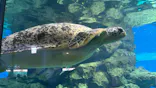 名古屋港水族館に投稿された画像（2026/3/21）