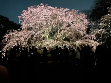 六義園に投稿された画像（2026/3/21）